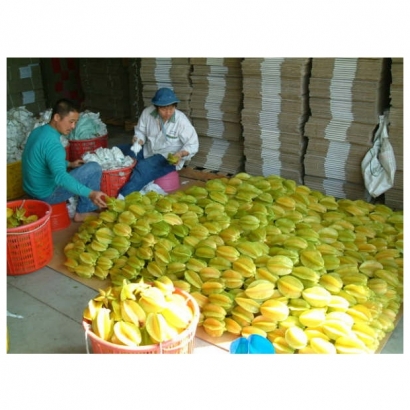 楊桃選果.jpg 楊桃選果.jpg